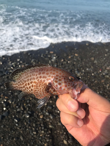 オオモンハタの釣果