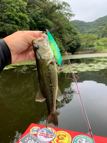 ラージマウスバスの釣果