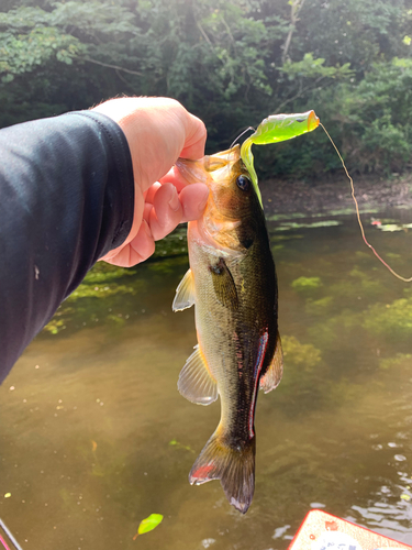 ラージマウスバスの釣果