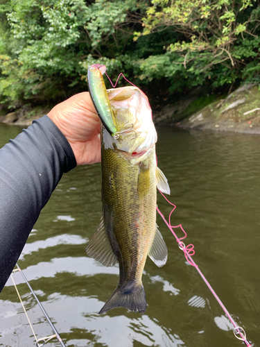 ラージマウスバスの釣果