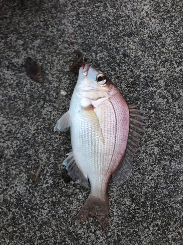 チャリコの釣果