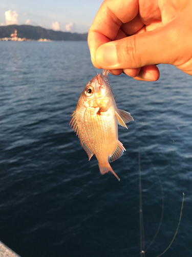 タイの釣果