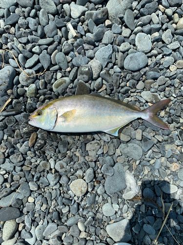 ショゴの釣果