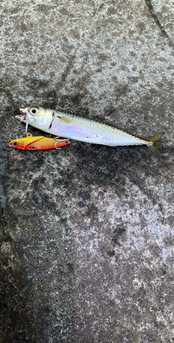 サバの釣果