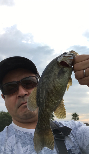 スモールマウスバスの釣果