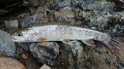 イワナの釣果