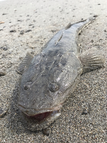 マゴチの釣果