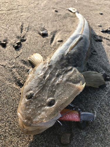 マゴチの釣果