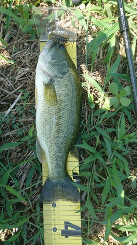 ブラックバスの釣果