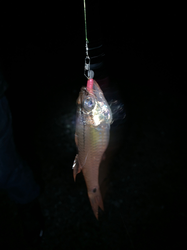 ネンブツダイの釣果