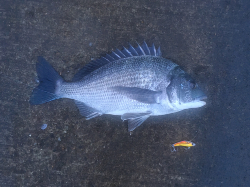 クロダイの釣果