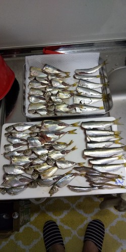 アジの釣果