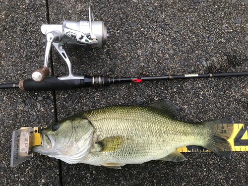 ブラックバスの釣果