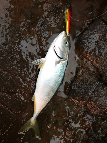 イナダの釣果