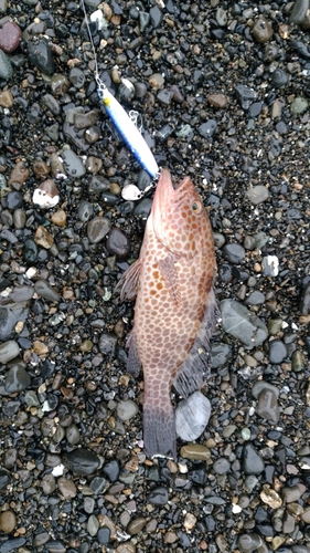 オオモンハタの釣果