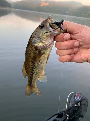 ブラックバスの釣果