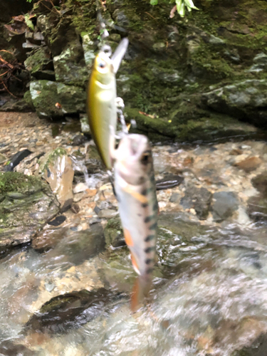 ヤマメの釣果