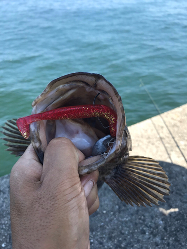 タケノコメバルの釣果