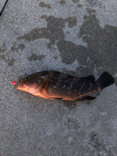 キジハタの釣果