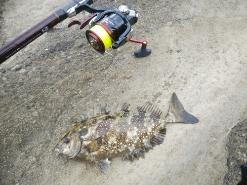 アイゴの釣果