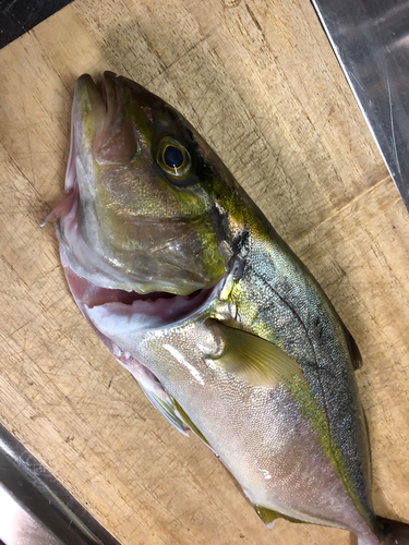 ショゴの釣果