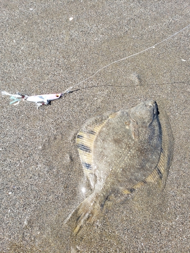 カレイの釣果