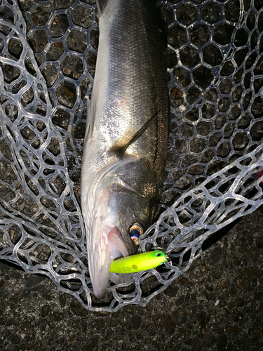 フッコ（マルスズキ）の釣果