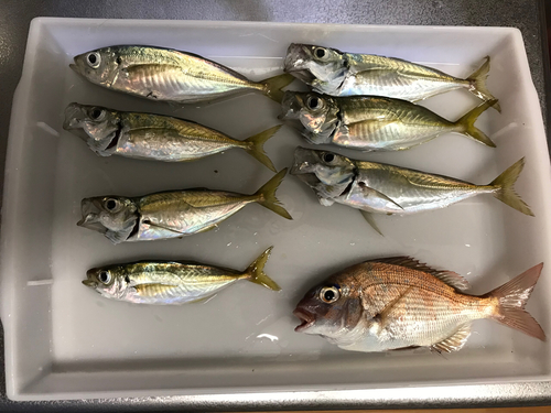 アジの釣果