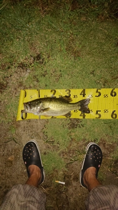 ブラックバスの釣果