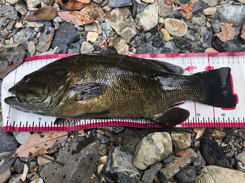 スモールマウスバスの釣果