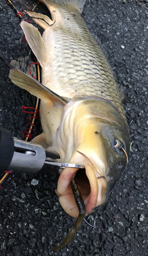 コイの釣果