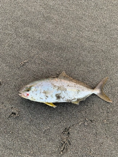 ショゴの釣果