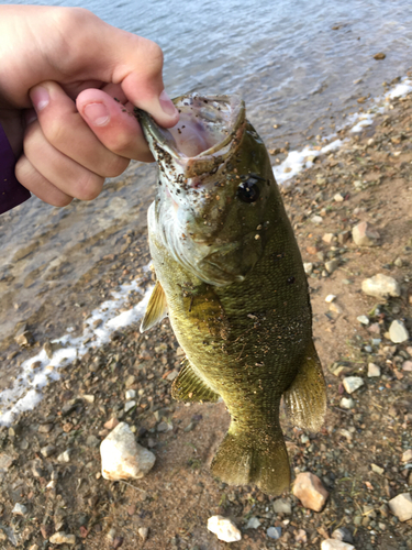 スモールマウスバスの釣果