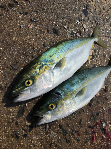 ワラサの釣果