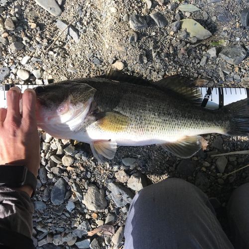 ブラックバスの釣果