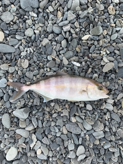 ショゴの釣果