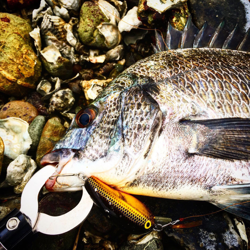 クロダイの釣果