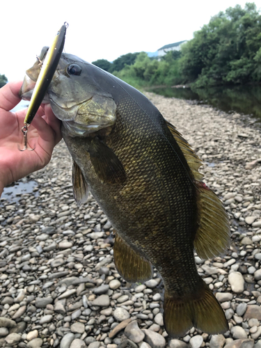 スモールマウスバスの釣果