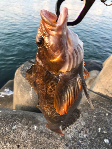 アイナメの釣果