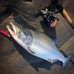 カラフトマスの釣果