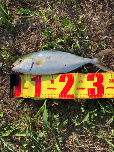 ショゴの釣果