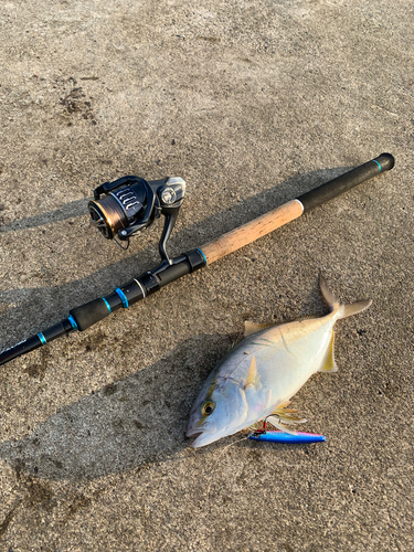 カンパチの釣果