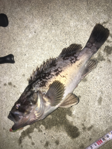 クロソイの釣果