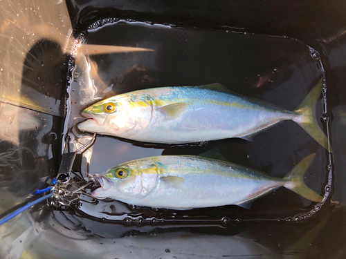 ワカナゴの釣果