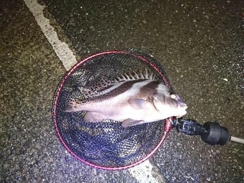 コショウダイの釣果