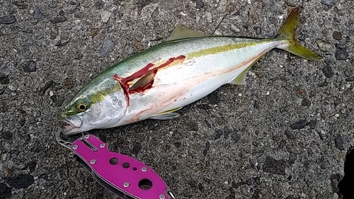 ツバスの釣果