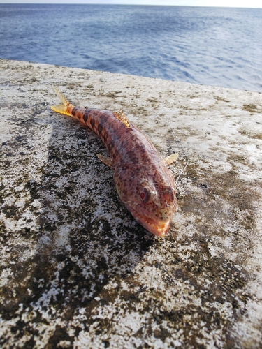 アカエソの釣果