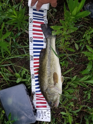 ブラックバスの釣果