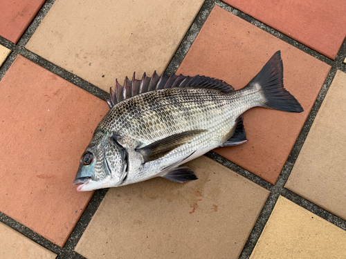 クロダイの釣果