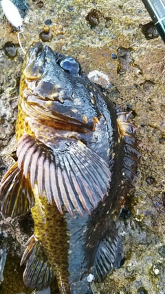 ムラソイの釣果